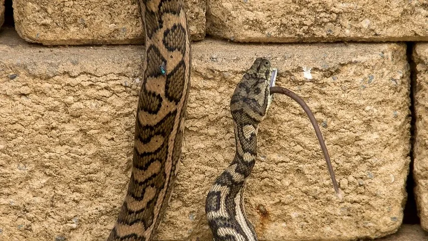 Python Program to Check Leap Year with Dry Run