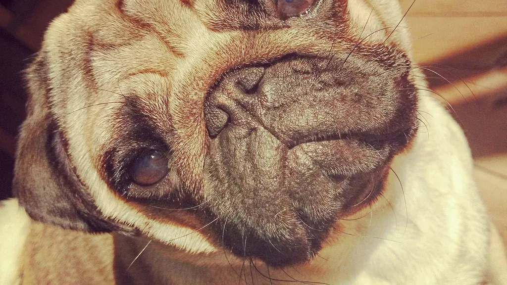 Building Dynamic Web Applications with Express and Pug